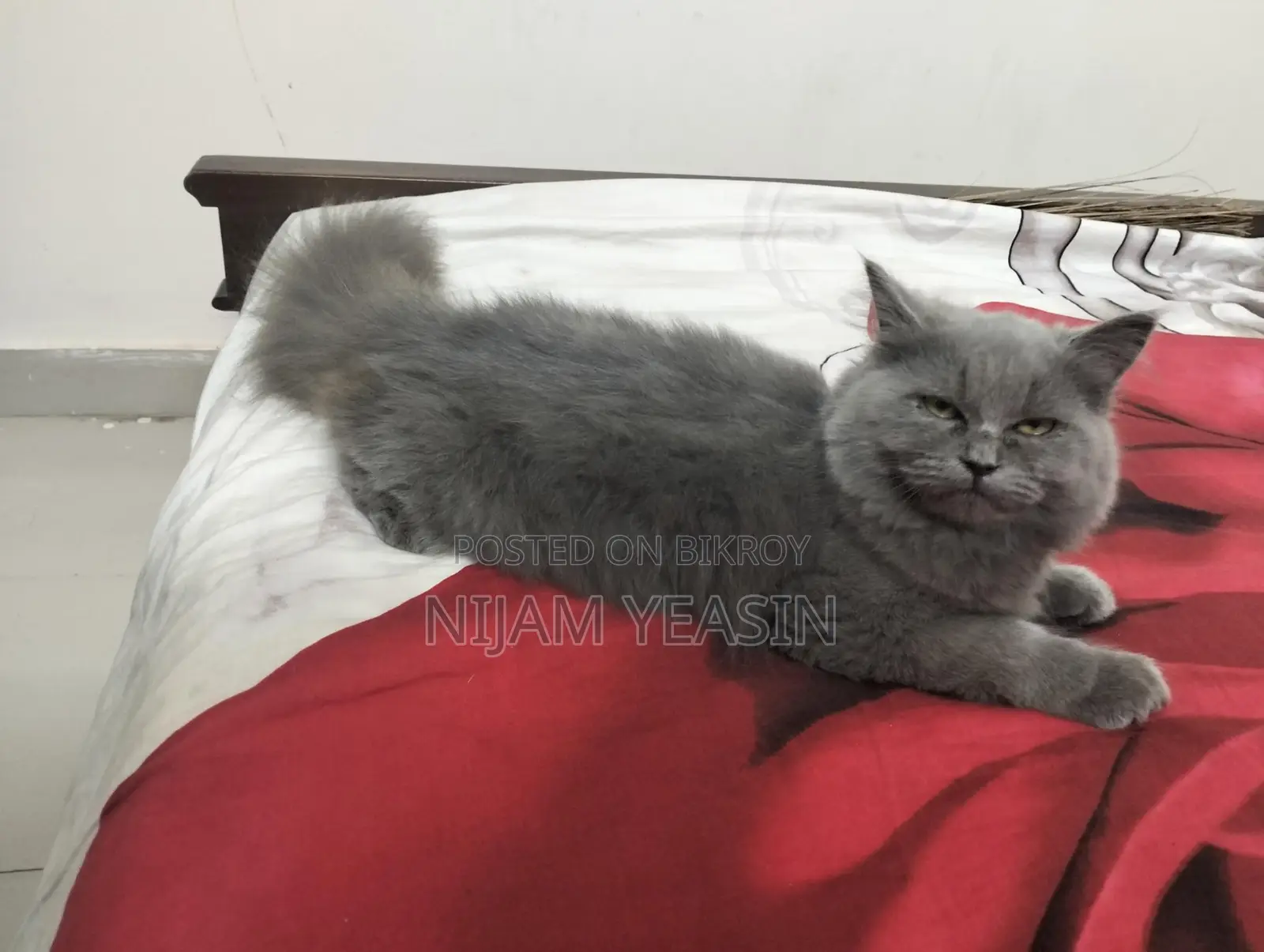 Persian Male Cat
