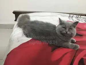 Persian Male Cat