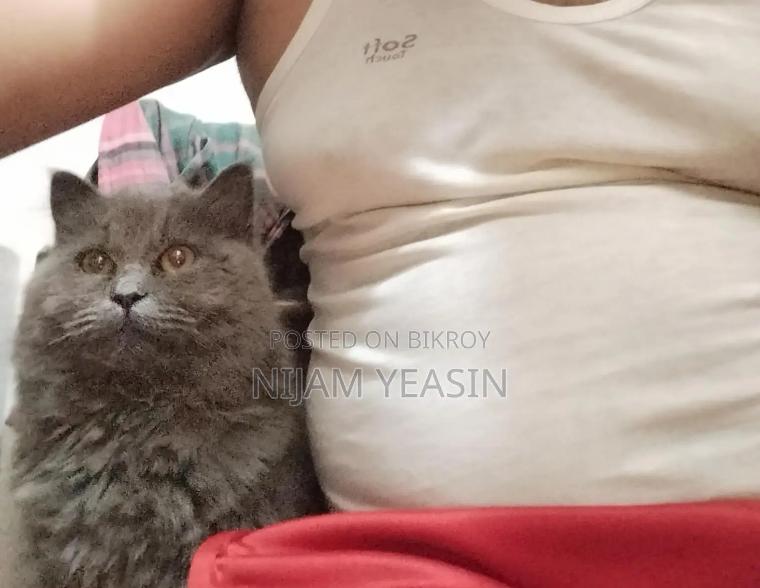 Persian Male Cat