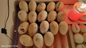 বড় জাতের রাজা হাসের বাচ্চা