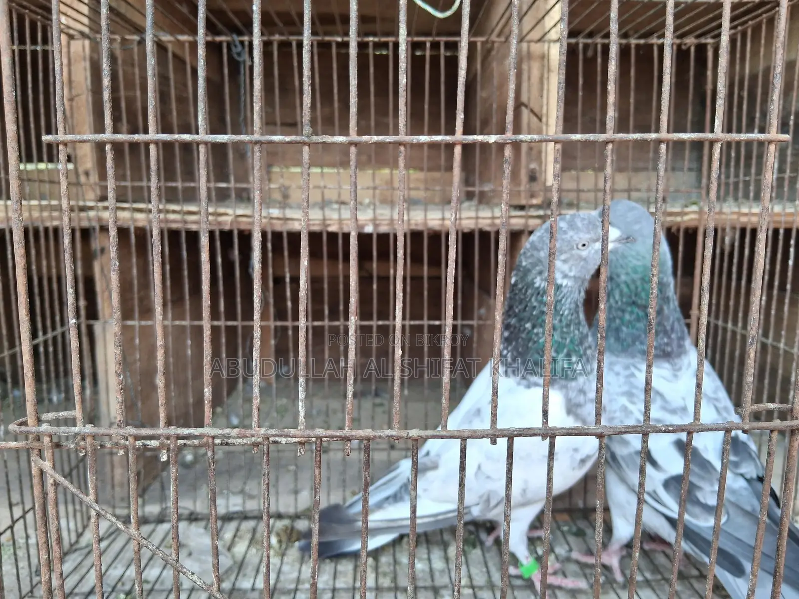 বাঘা কবুতর