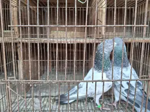 বাঘা কবুতর