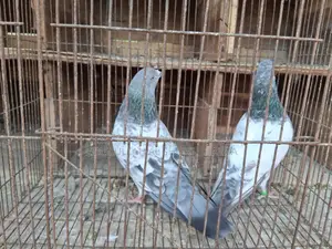 বাঘা কবুতর