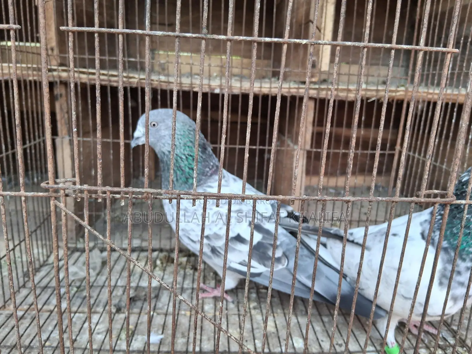 বাঘা কবুতর