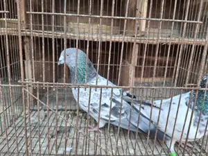 বাঘা কবুতর