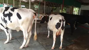 ১০৩৫ নং বাছাই কৃত ৩টি গাভী বিক্রয় ।