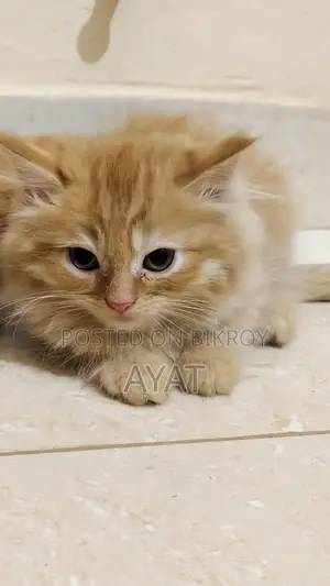 Percian Cat