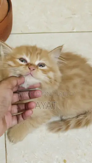 Percian Cat