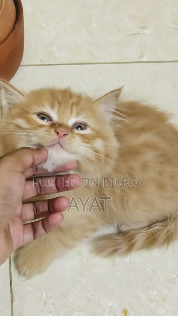 Percian Cat