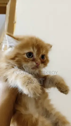 Percian Cat