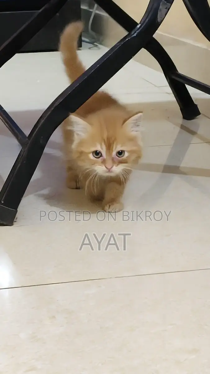 Percian Cat