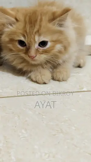 Percian Cat