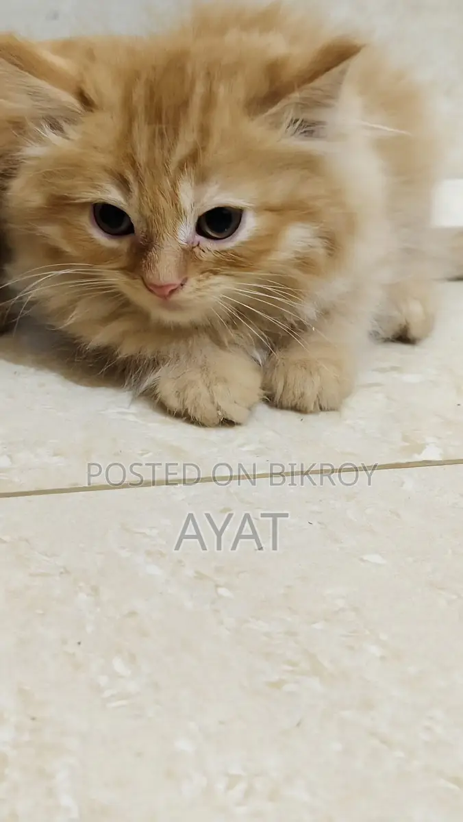 Percian Cat