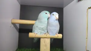 Forpus Breeding Pair