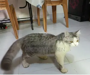 Persian Mix Cat