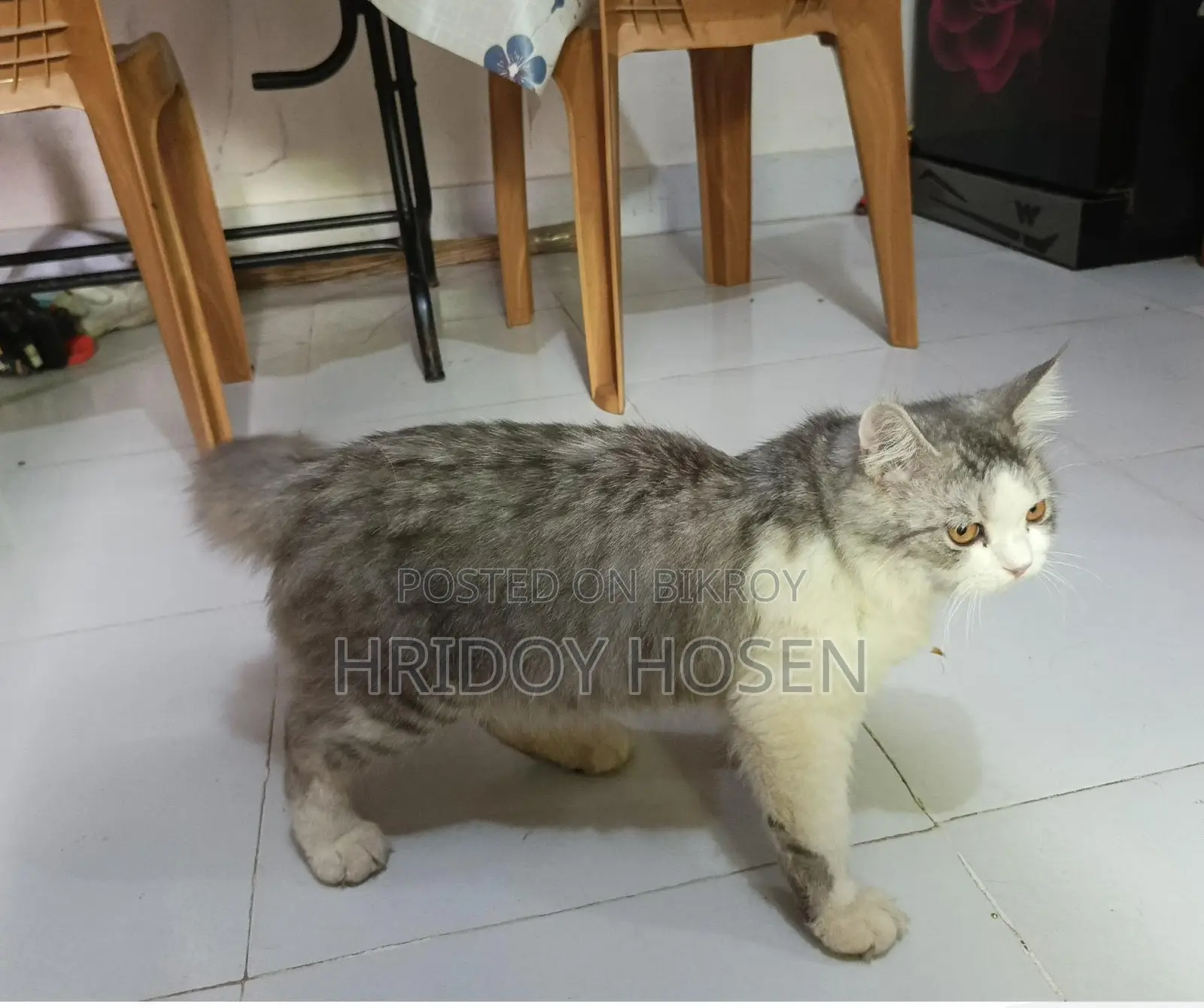Persian Mix Cat