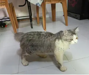 Persian Mix Cat