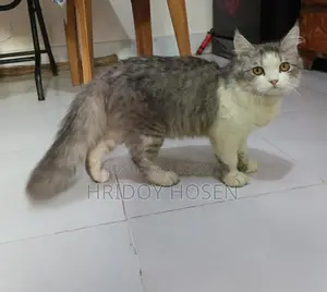 Persian Mix Cat