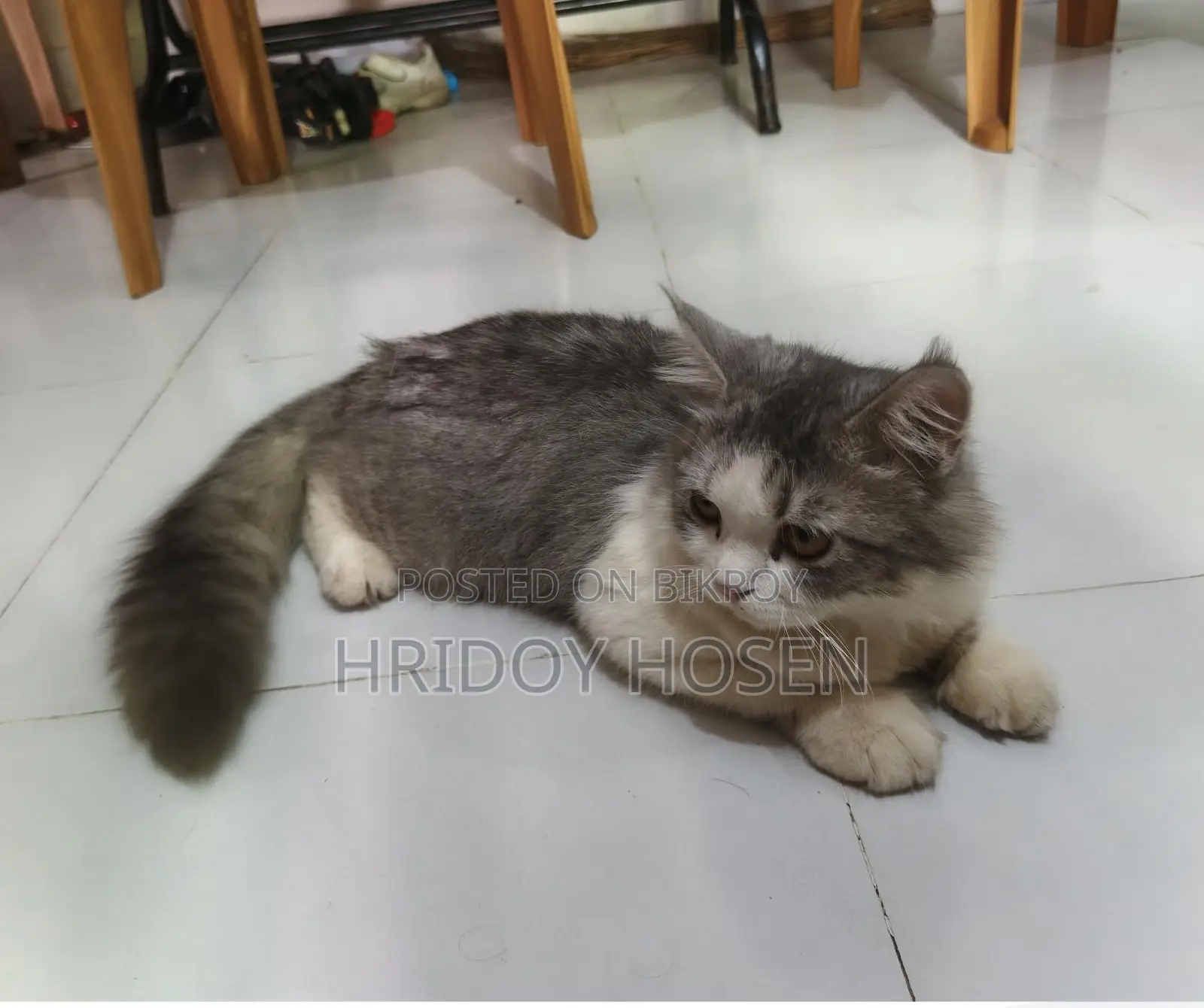 Persian Mix Cat