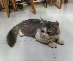 Persian Mix Cat
