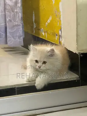Pure Persian Cat For Sale