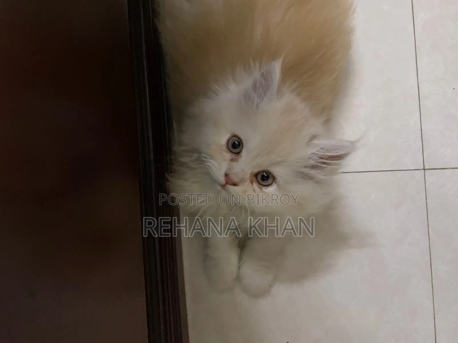 Pure Persian Cat For Sale