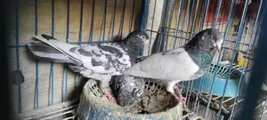 Teady Pair