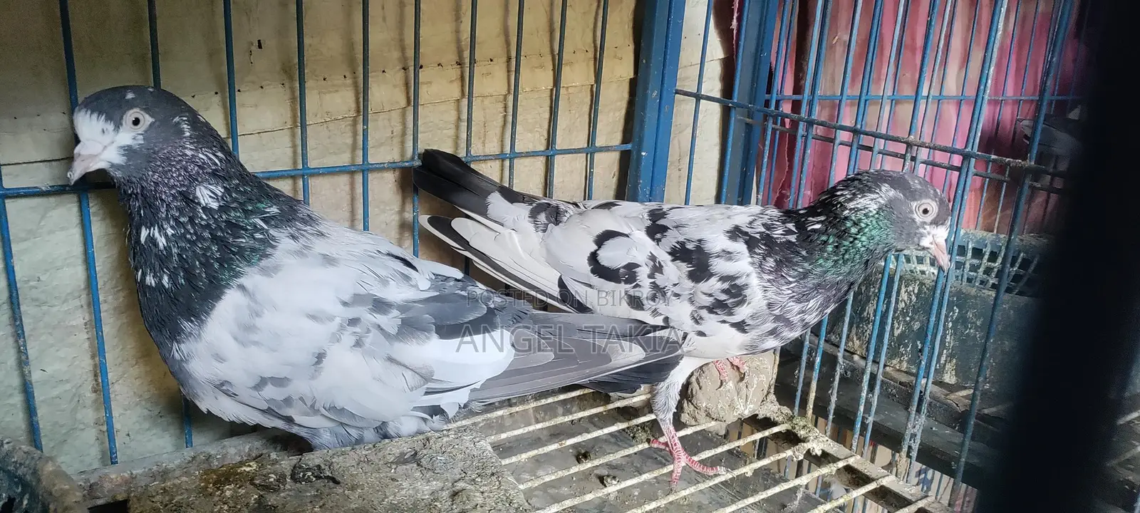 Teady Pair