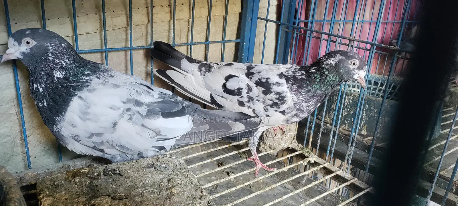 Teady Pair