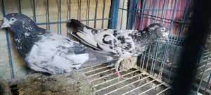 Teady Pair