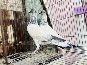 গ্রিন নিক বুদাপেস্ট বেবি পেয়ার