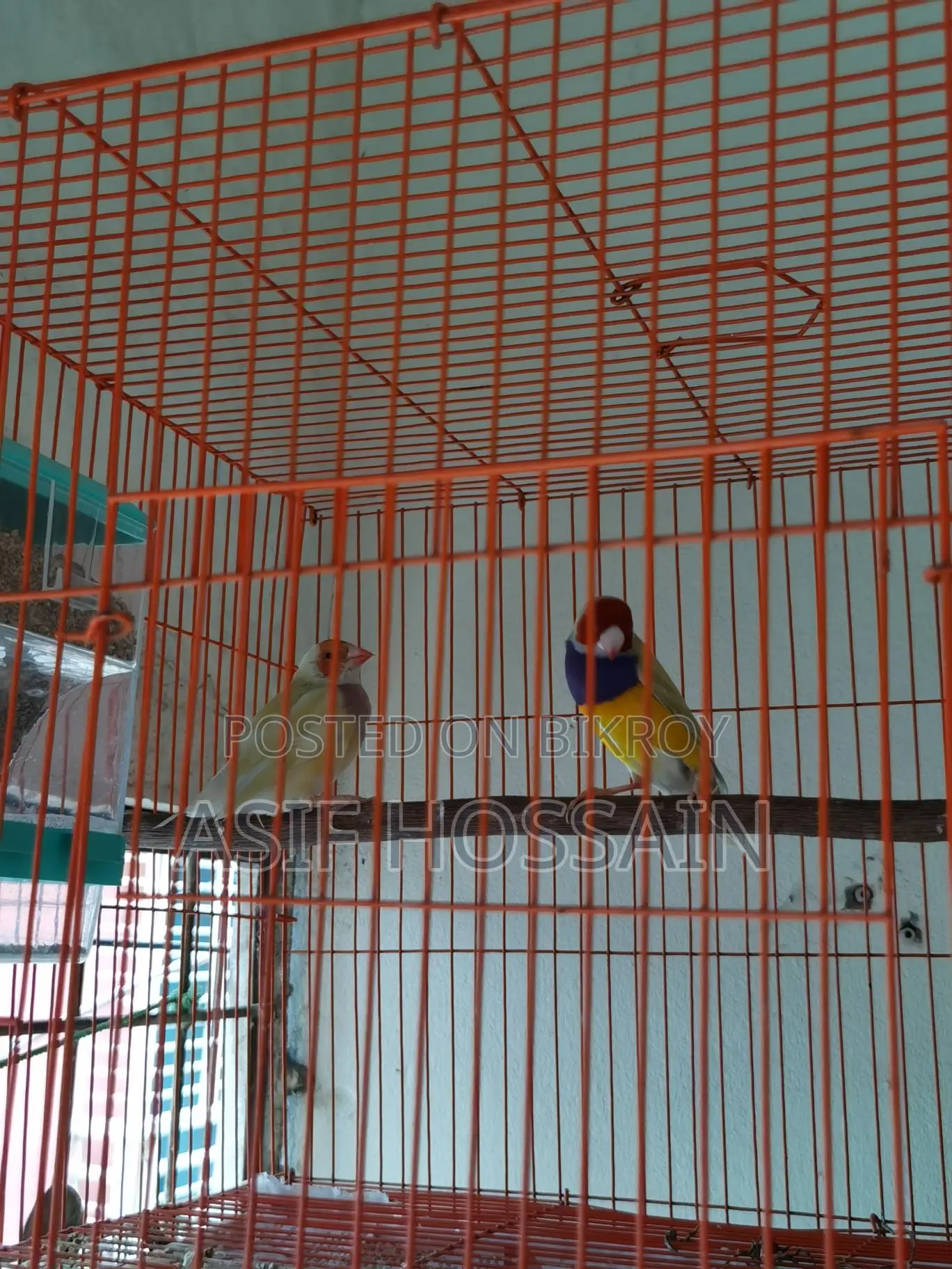 Gouldian Finch New Adult Pair Full Tame Cockatiel Baby
