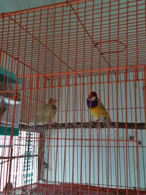 Gouldian Finch New Adult Pair Full Tame Cockatiel Baby