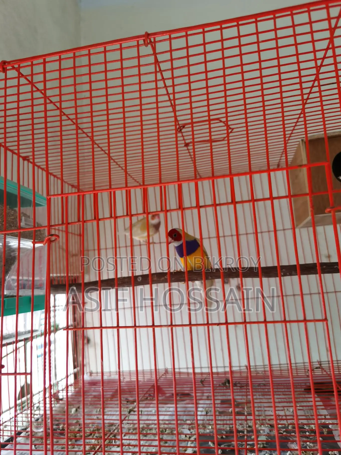 Gouldian Finch New Adult Pair Full Tame Cockatiel Baby