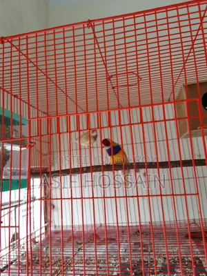 Gouldian Finch New Adult Pair Full Tame Cockatiel Baby