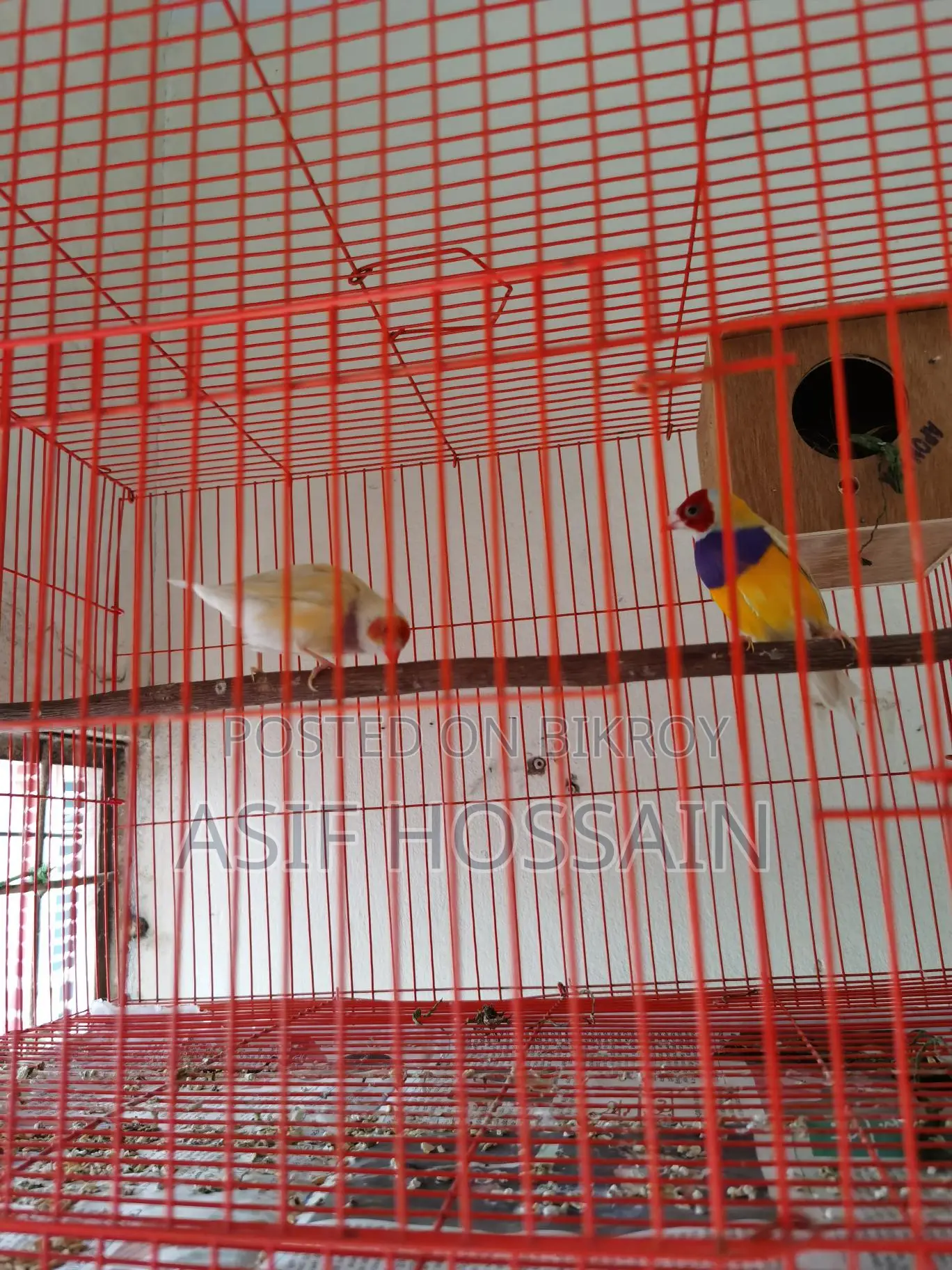 Gouldian Finch New Adult Pair Full Tame Cockatiel Baby