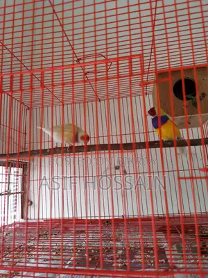 Gouldian Finch New Adult Pair Full Tame Cockatiel Baby