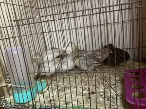 King Quail