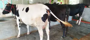 ৩টি গাভী বিক্রয় হবে।(১০৩৮ নং )