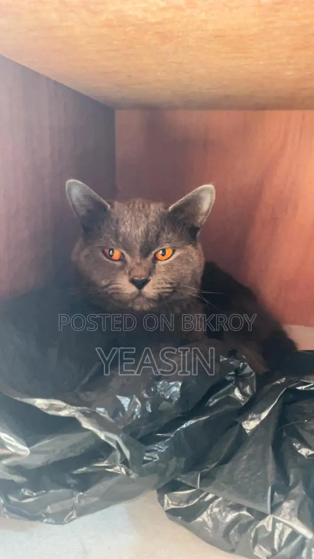 British Shorthair (male) 1year