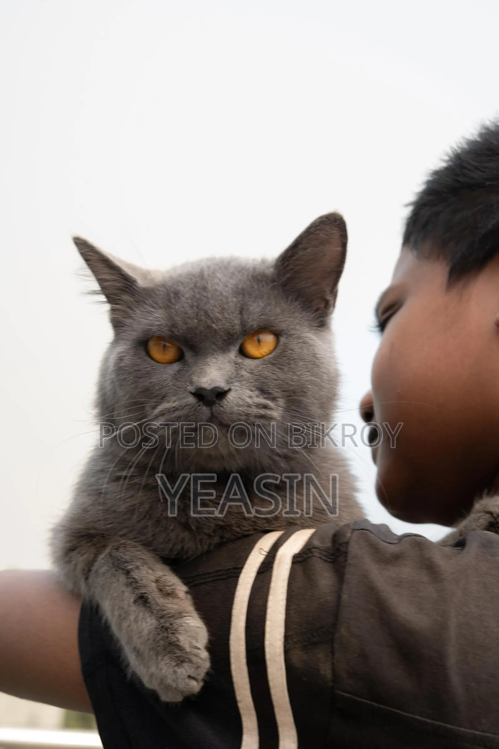 British Shorthair (male) 1year