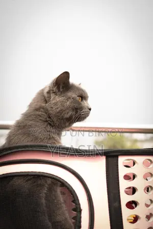 British Shorthair (male) 1year