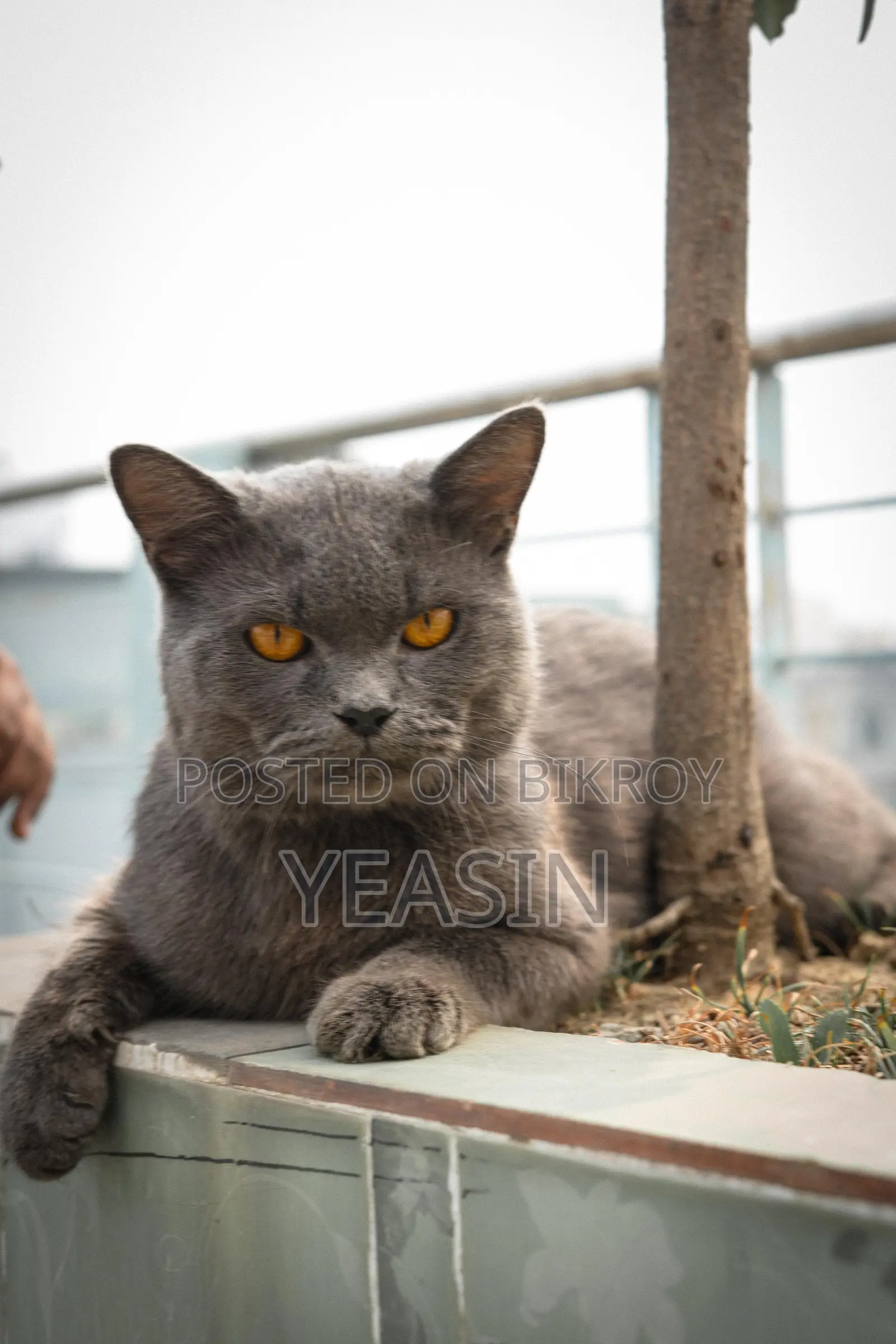 British Shorthair (male) 1year