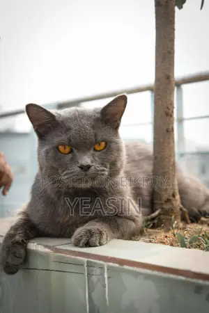 British Shorthair (male) 1year
