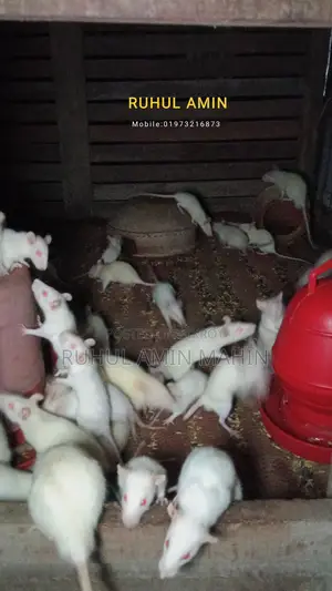 Feeder Rats Available