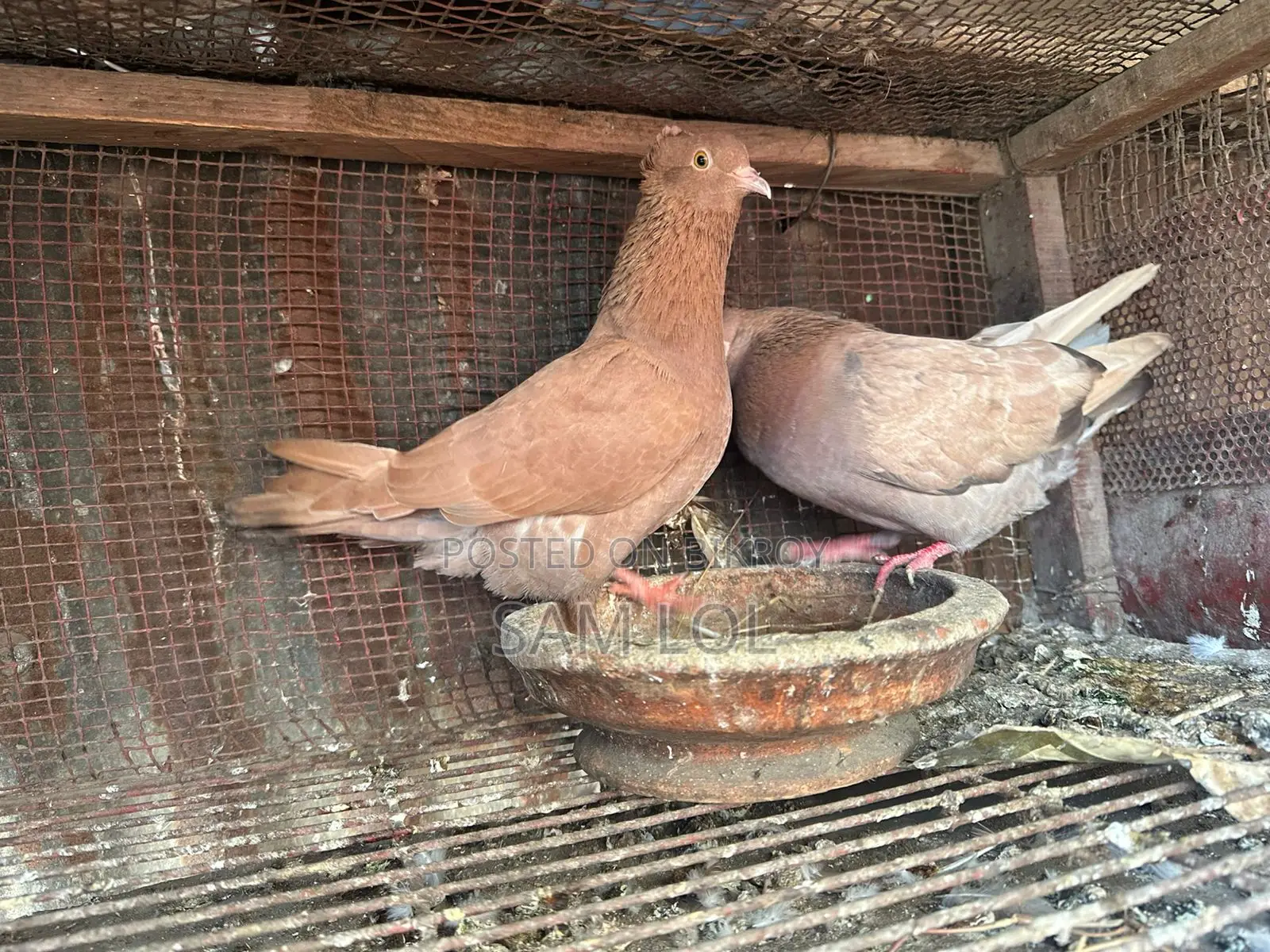 ১০০% বিশুদ্ধ বোম্বাই জোড়া কবুতর