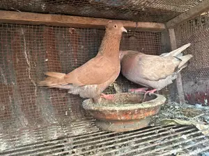 100% Pure Bombai Pair Pigeon