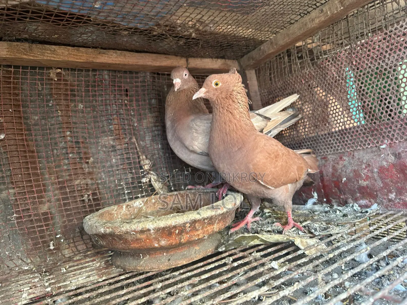 ১০০% বিশুদ্ধ বোম্বাই জোড়া কবুতর