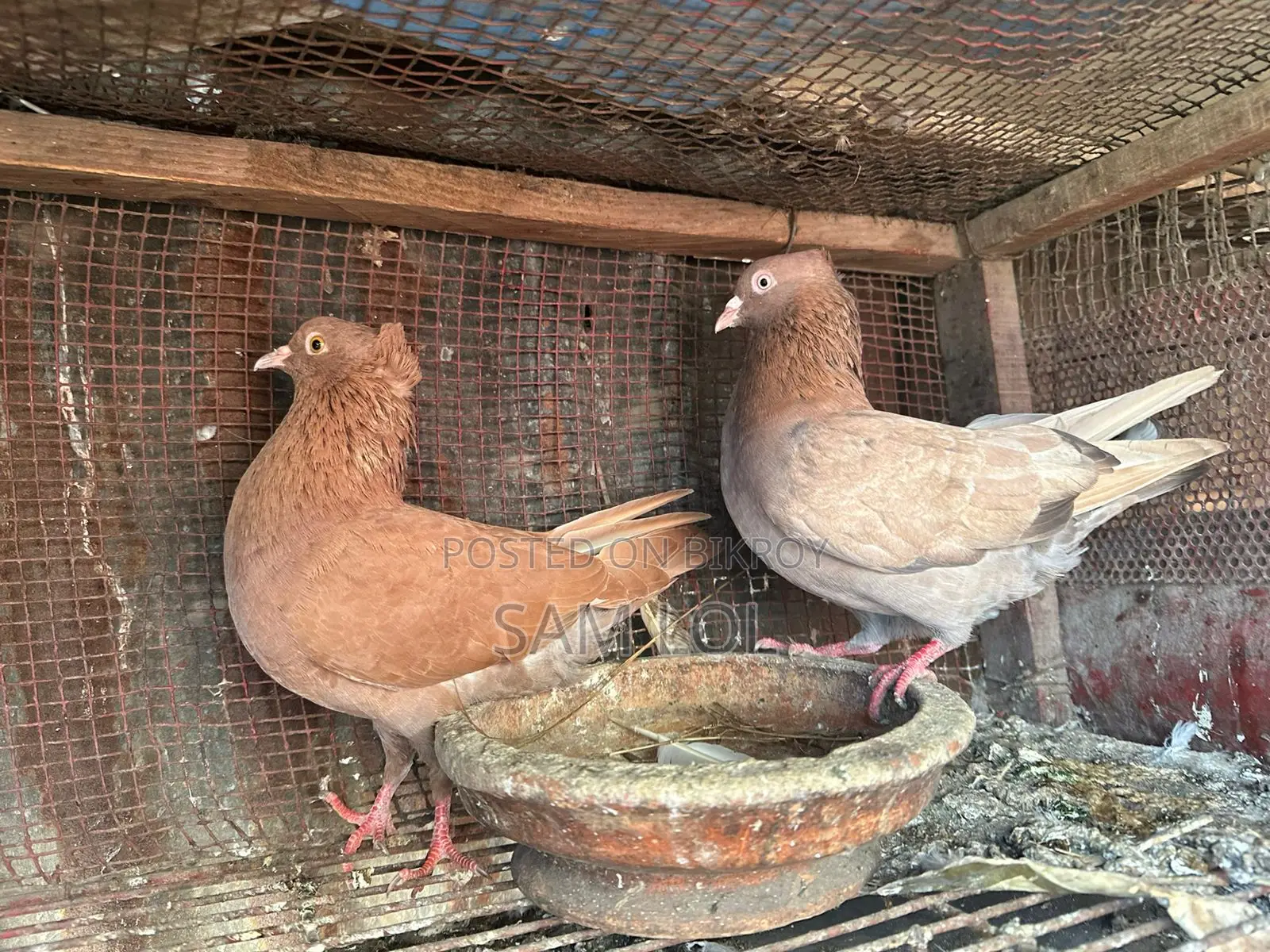 ১০০% বিশুদ্ধ বোম্বাই জোড়া কবুতর