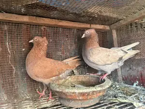 ১০০% বিশুদ্ধ বোম্বাই জোড়া কবুতর